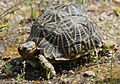 Geometric tortoise (Psammobates geometricus) 1