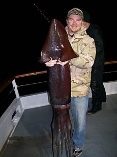 Giant Homboldt squid