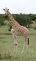 Giraffe-solo Koure-NIGER