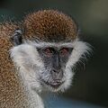 Grivet (Chlorocebus aethiops) head 2