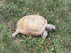 Gusthegophertortoise