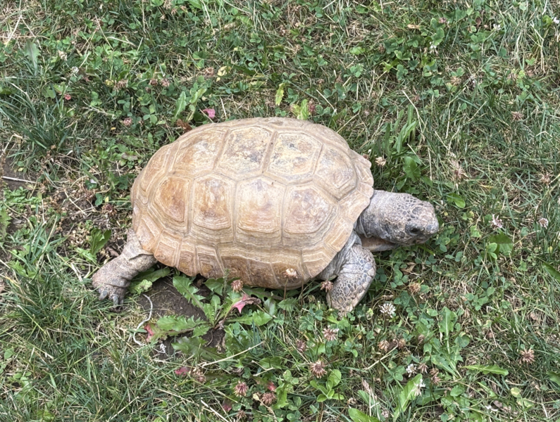 Gusthegophertortoise