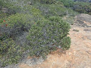Hakea clavata habit