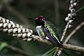 Hummingbird Calypte anna in ggp 15n