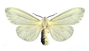 Hyphantria cunea female