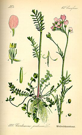 Illustration Cardamine pratensis0