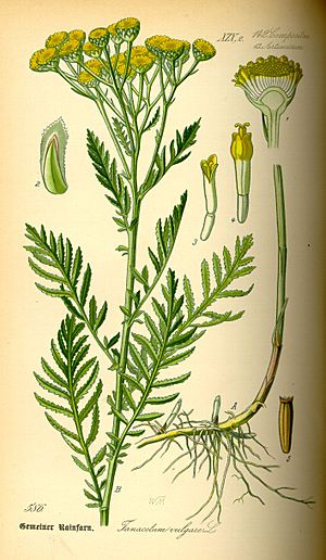 Illustration Tanacetum vulgare0