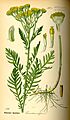 Illustration Tanacetum vulgare0