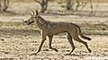 Photograph of a wolf trotting across an arid terrain