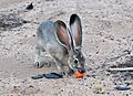 Juvenile Black-tailed Jackrabbit Eating