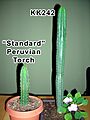 KK242 Vs Standard Peruvian Torch