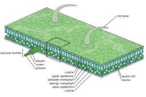 Leaf Structure