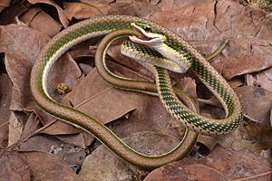 Leptophis mexicanus.jpg