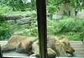Lion buff zoo