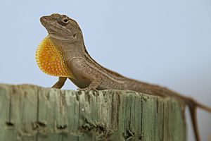 Lizard Dewlap