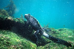 Marine Iguana (Amblyrhynchus cristatus), Galápagos Islands, Ecuador - foraging under water (5755672016)