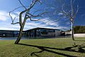 Metal trees in the garden on the Modern Art Museum of Fort Worth