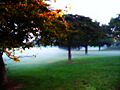 Mitchell park fog - milwaukee