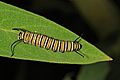 Monarch - Danaus plexippus, Herndon, Virginia (36983605866).jpg