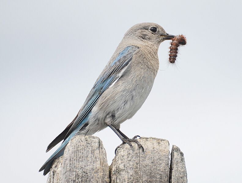 Mountain Bluebird 8774vv