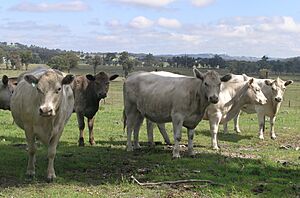 Murray Grey heifers