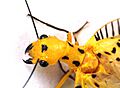 NevromusAustroindicus4