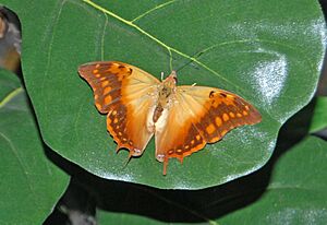 Nymphalidae - Charaxes candiope-001