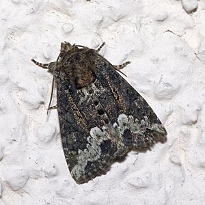 Oligia.strigilis.7217