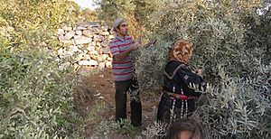 Olive harvest in 2014 - palestine