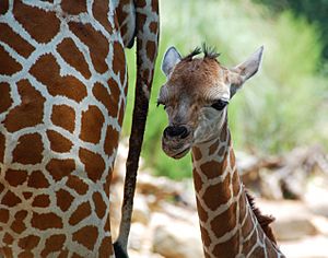 One day old giraffe with mother -Birmingham Zoo
