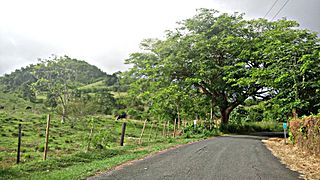 PR-9974 in Mariana, Naguabo, Puerto Rico