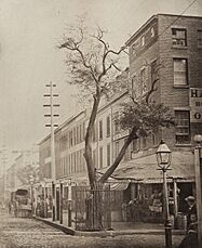 Pear Tree planted by Peter Stuyvesant in Manhattan NYC 1863
