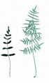 Pellaea atropurpurea-forms