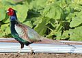 Phasianus versicolor in field