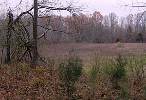 Pinson-mounds-mound29