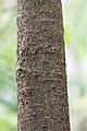 Pittosporum bicolor bark