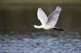 Platalea regia in flight - Sydney Olympic Park