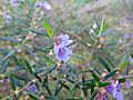 Prostanthera linearis