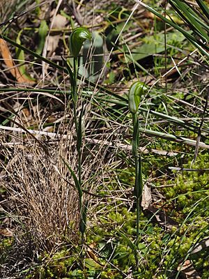 Pterostylis obtusa habit
