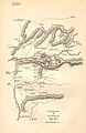 Raid d'Almaraz, 18-19 mai 1812