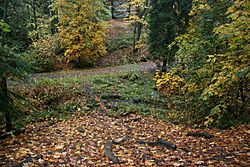 Ravenna Park Ravine in Autumn