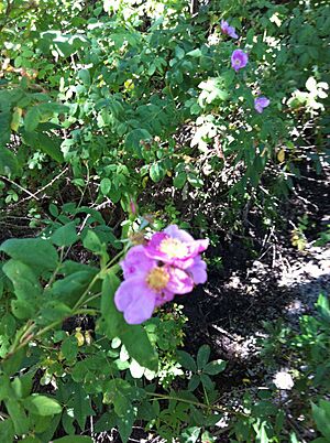 Rosa Californica on Purisima Creek above Elena Road 2011-06-19