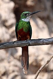 Rufous-tailed jacamar (Galbula ruficauda) male 2