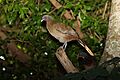 Rufous-vented Chachalaca (Ortalis ruficauda) (4090120788)
