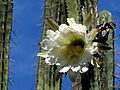 Säulenkaktus Blüte