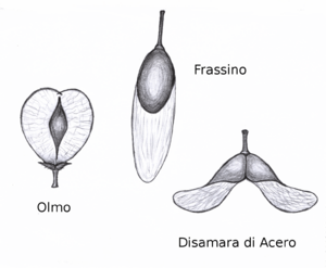 Samara olmo frassino acero