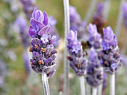 Single lavendar flower02