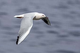 Slender-billed gull (Chroicocephalus genei) in flight Sfax