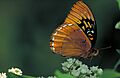 Speyeria diana