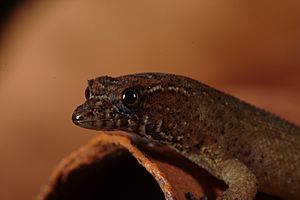 Sphaerodactylus parthenopion 003